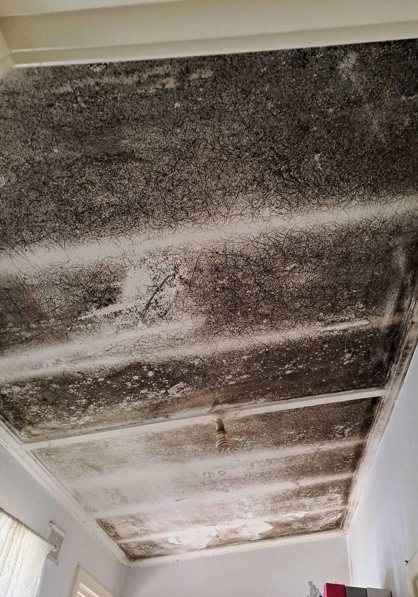 Excessively high mould concentration on ceiling in rental property