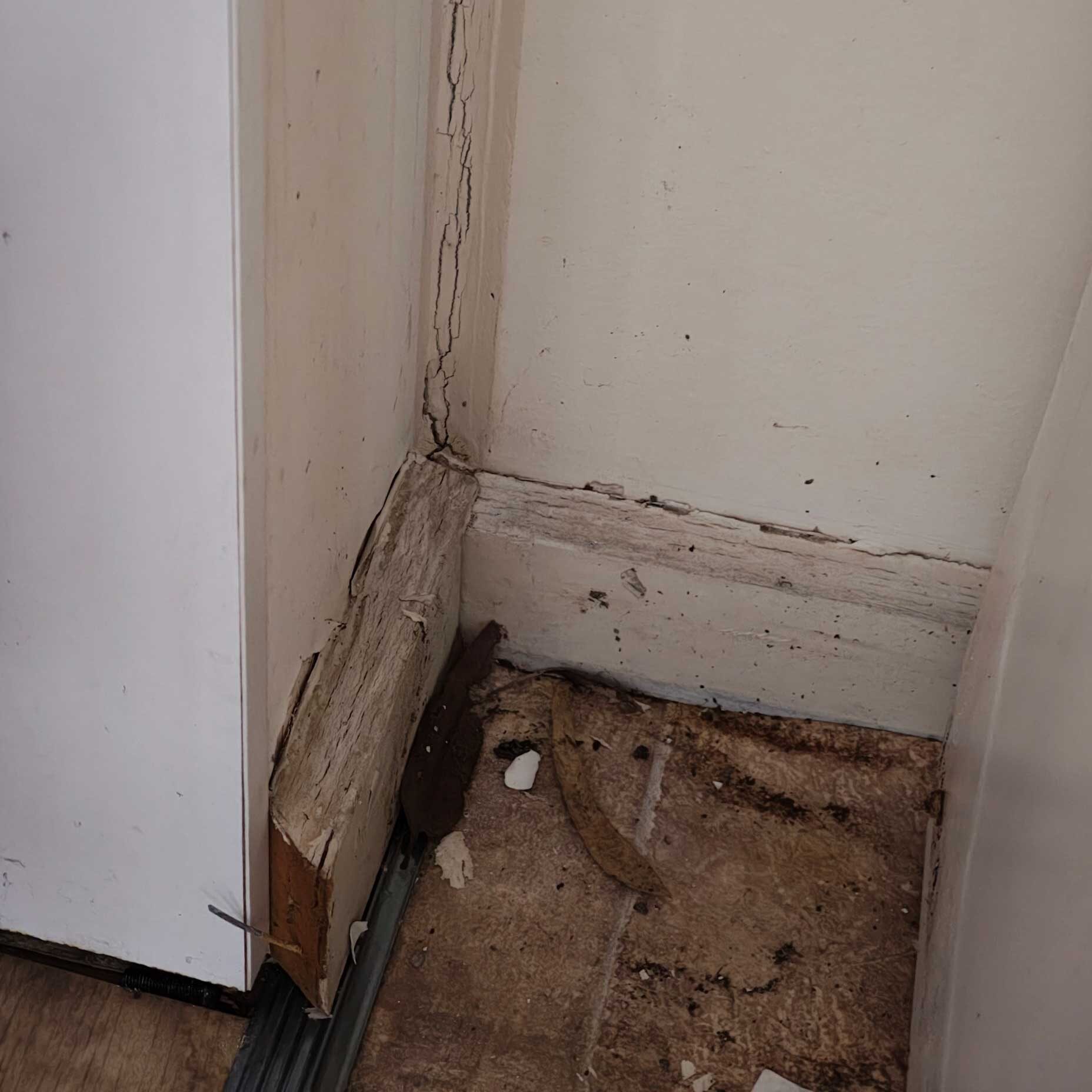 Water decaying fungi confirmed with saturated timberwork